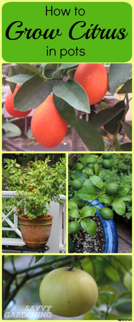 Growing citrus in pots: 8 simple steps