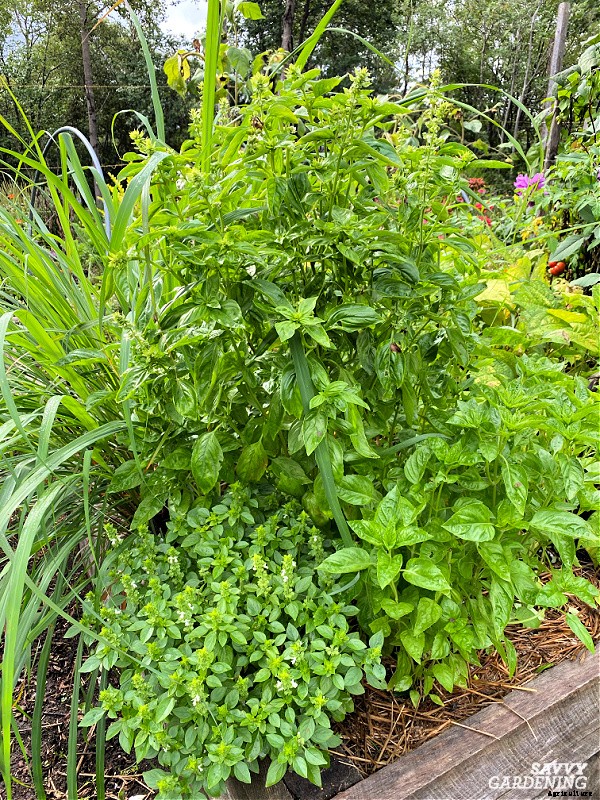 Basil leaves turning yellow: 7 reasons why basil leaves can yellow