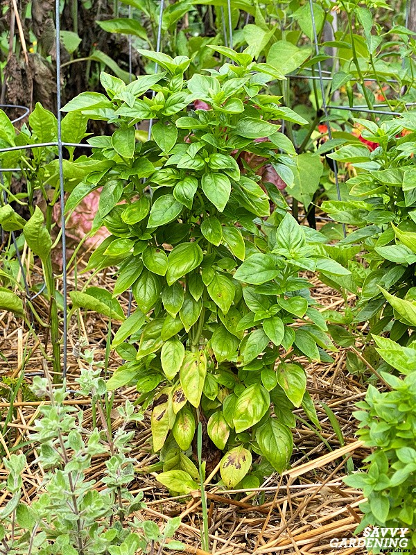 Basil leaves turning yellow: 7 reasons why basil leaves can yellow