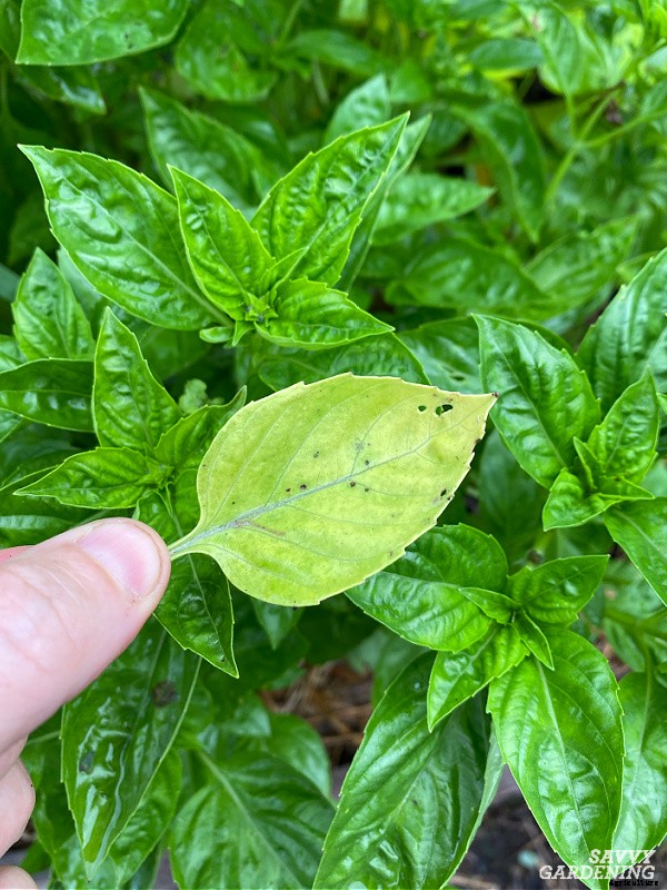 Basil leaves turning yellow: 7 reasons why basil leaves can yellow