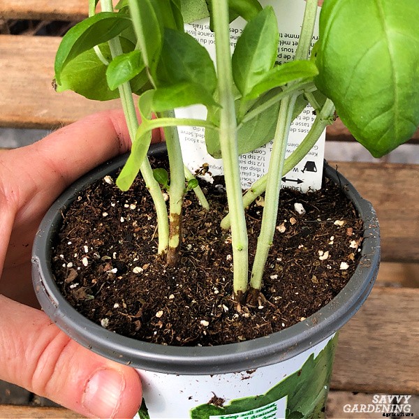 Basil leaves turning yellow: 7 reasons why basil leaves can yellow