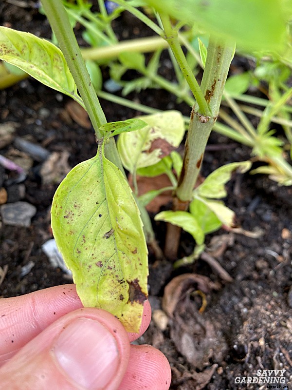 Basil leaves turning yellow: 7 reasons why basil leaves can yellow