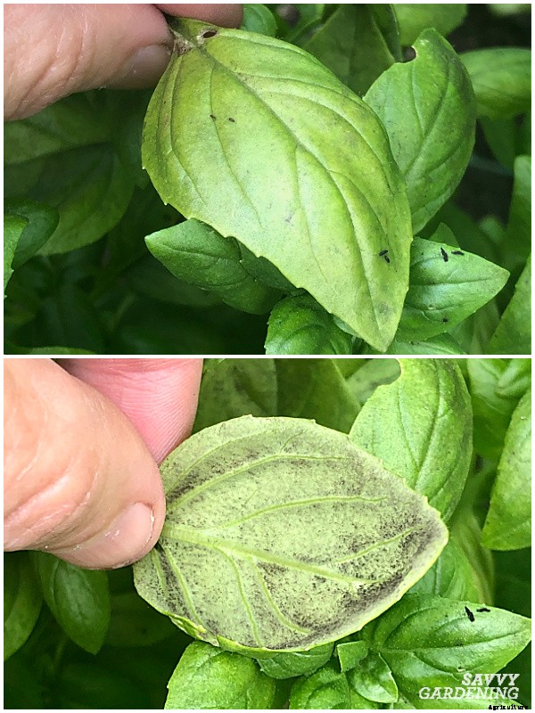 Basil leaves turning yellow: 7 reasons why basil leaves can yellow