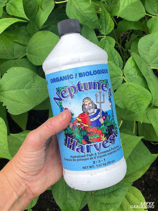 Basil leaves turning yellow: 7 reasons why basil leaves can yellow