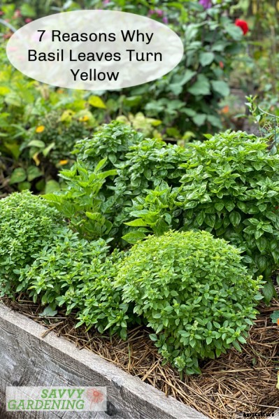Basil leaves turning yellow: 7 reasons why basil leaves can yellow