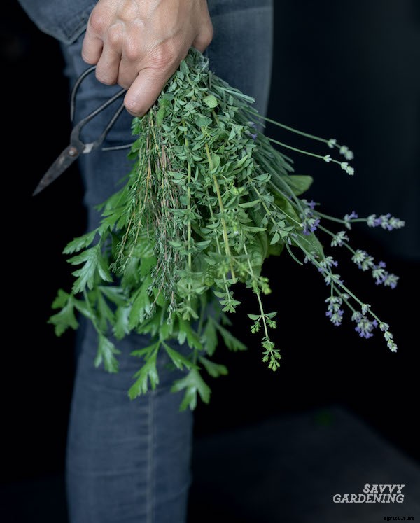 Preserving herbs: Drying, freezing, and more