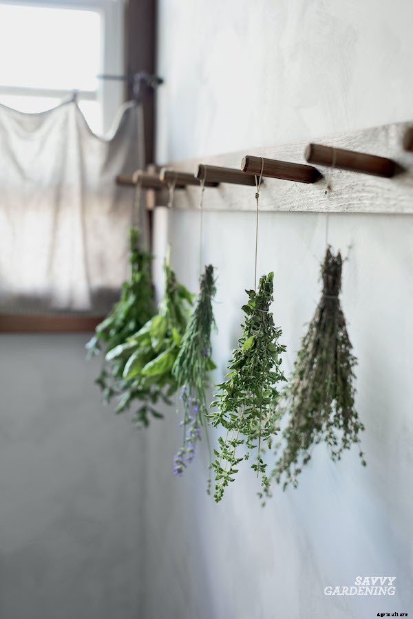 Preserving herbs: Drying, freezing, and more