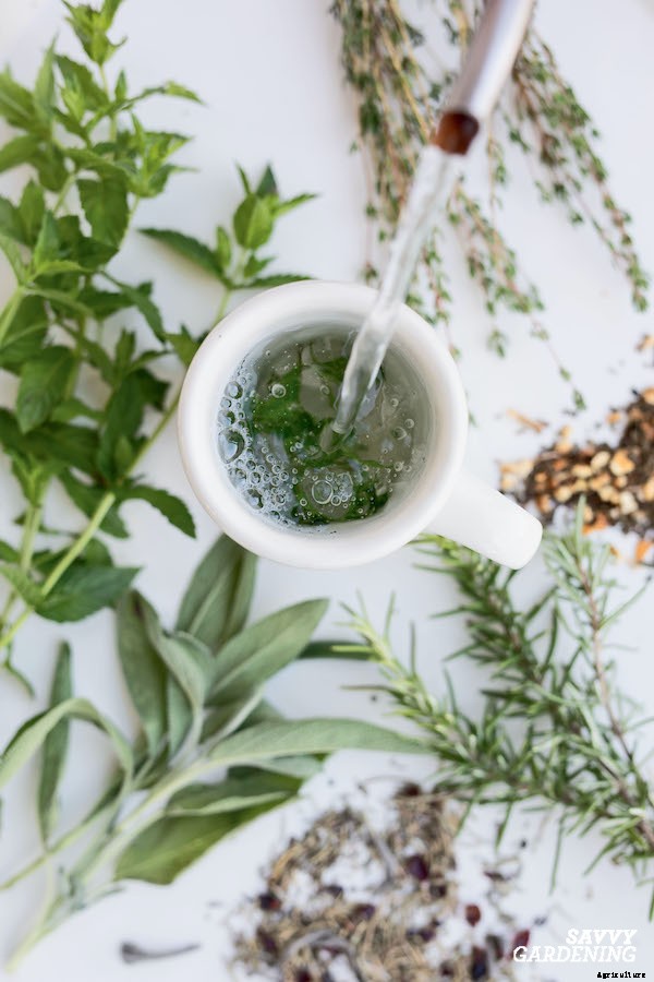 Preserving herbs: Drying, freezing, and more