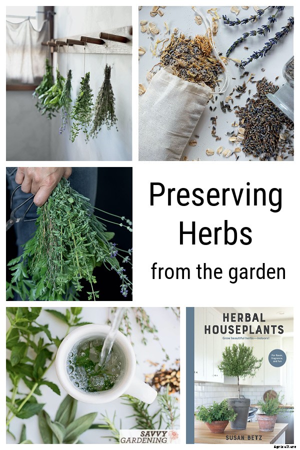 Preserving herbs: Drying, freezing, and more