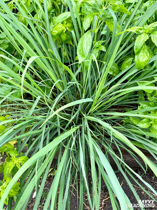 An herb spiral: A beautiful and productive bed for growing garden herbs