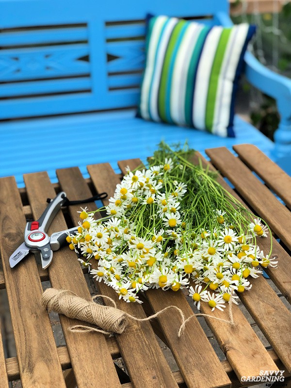 How to harvest herbs: How and when to harvest homegrown herbs