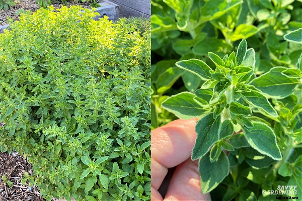 How to harvest herbs: How and when to harvest homegrown herbs