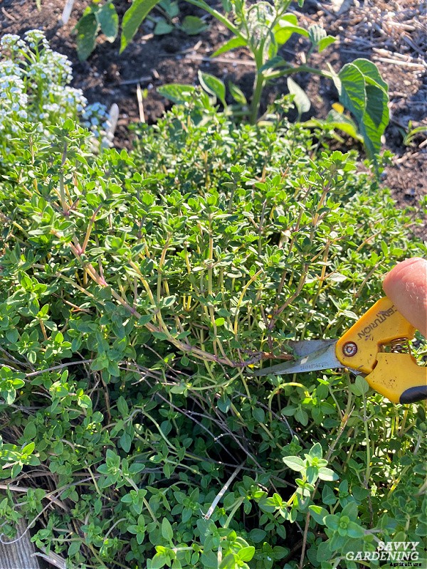 How to harvest herbs: How and when to harvest homegrown herbs