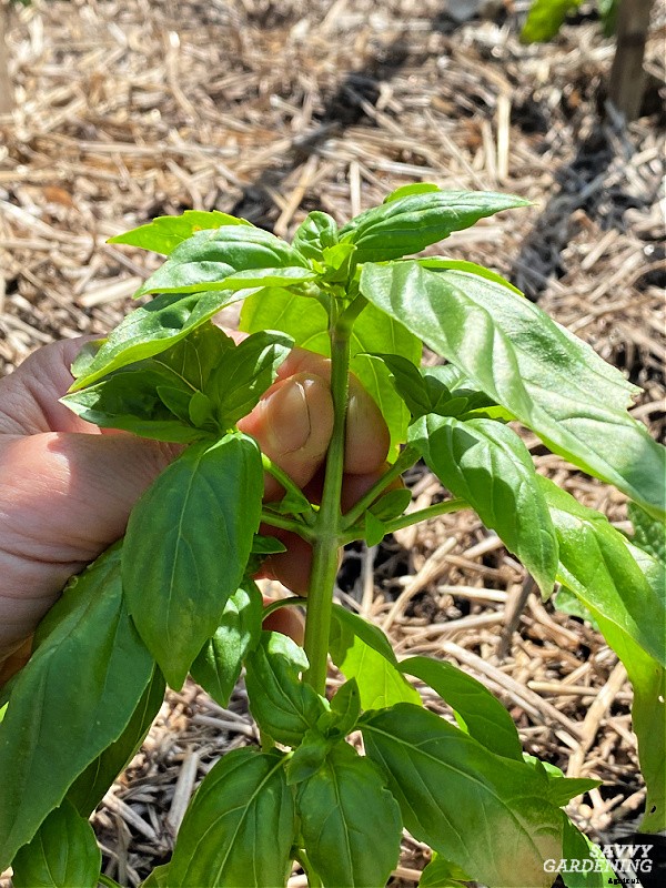 How to harvest herbs: How and when to harvest homegrown herbs