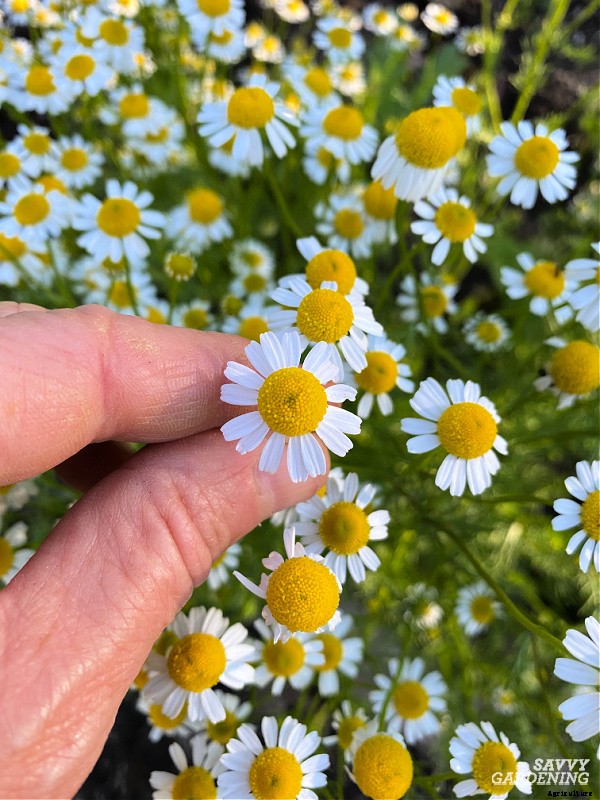 How to harvest herbs: How and when to harvest homegrown herbs