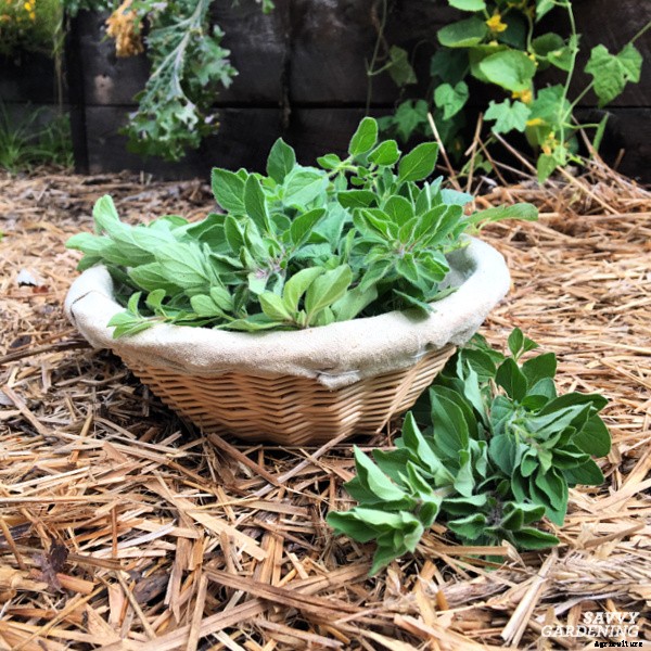 How to harvest herbs: How and when to harvest homegrown herbs