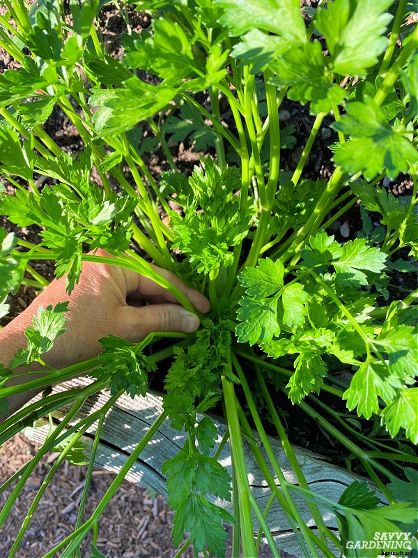 How to harvest herbs: How and when to harvest homegrown herbs