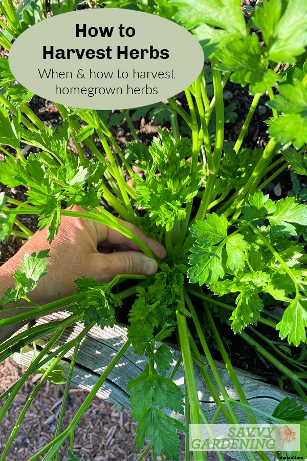 How to harvest herbs: How and when to harvest homegrown herbs