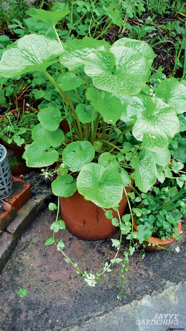 Growing wasabi and horseradish in a home garden