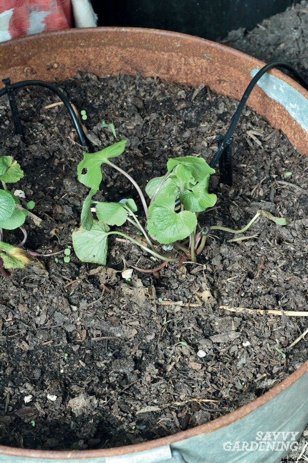 Growing wasabi and horseradish in a home garden