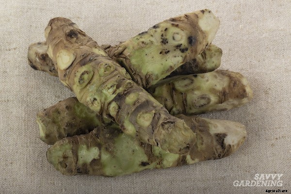 Growing wasabi and horseradish in a home garden