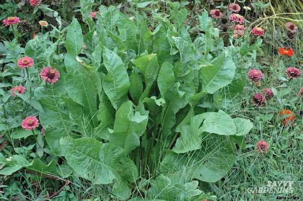 Growing wasabi and horseradish in a home garden