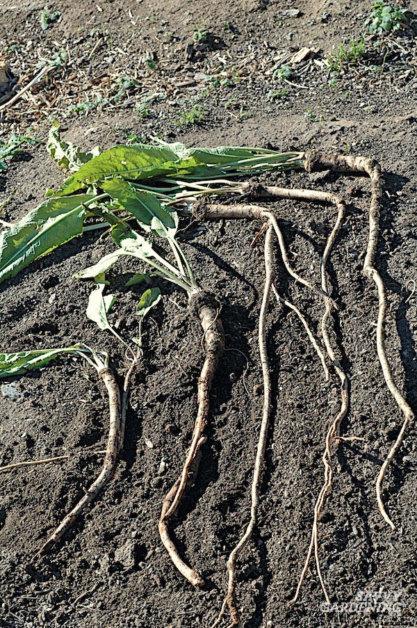 Growing wasabi and horseradish in a home garden