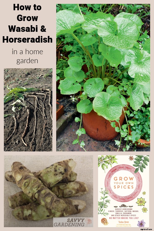 Growing wasabi and horseradish in a home garden