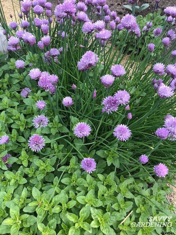 How to harvest chives from the garden