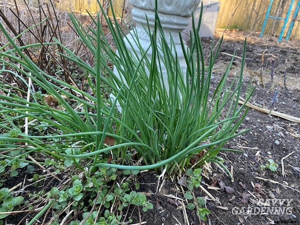 How to harvest chives from the garden