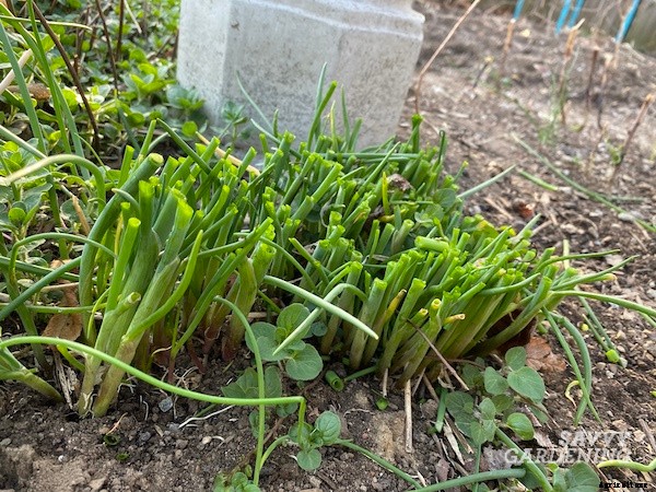 How to harvest chives from the garden