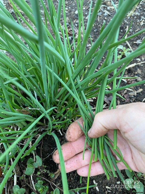 How to harvest chives from the garden