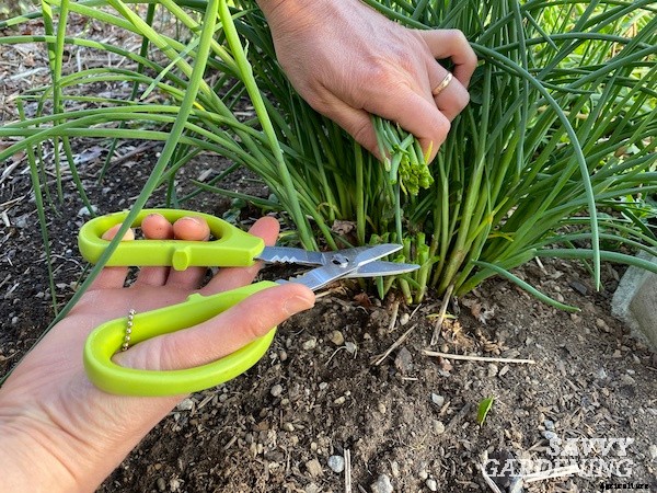 How to harvest chives from the garden
