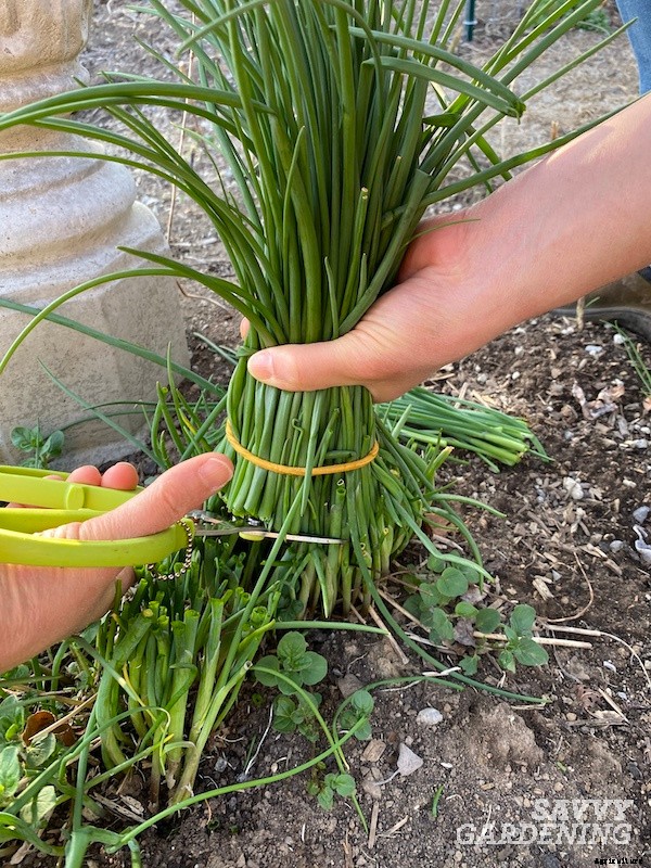How to harvest chives from the garden