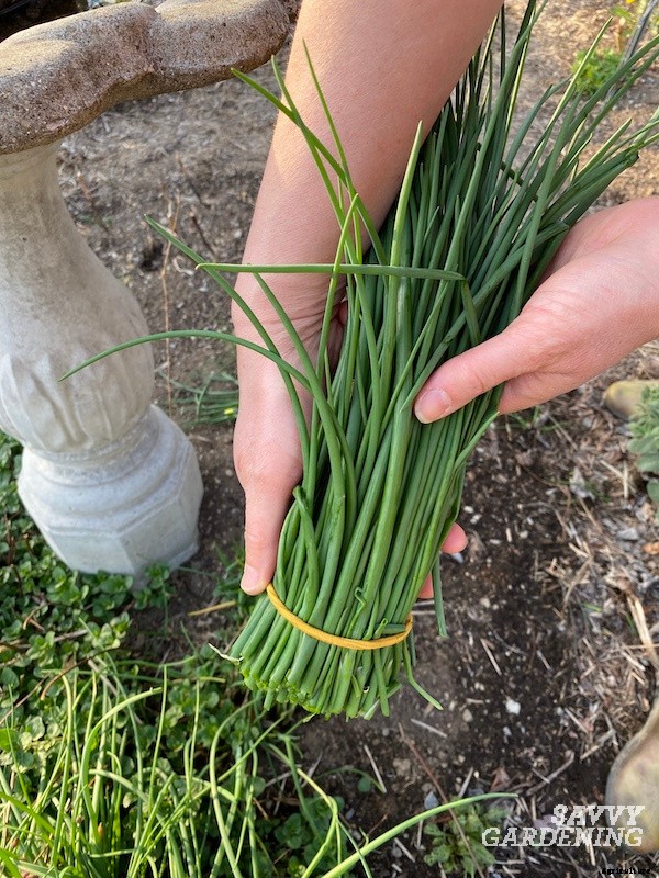 How to harvest chives from the garden