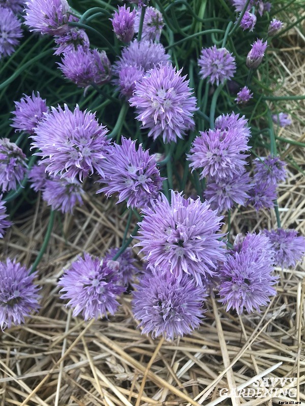 How to harvest chives from the garden
