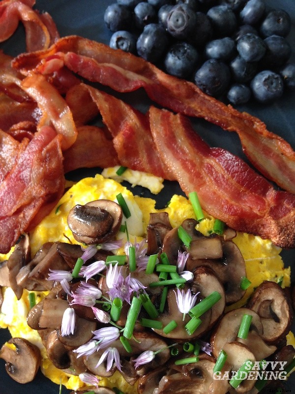 How to harvest chives from the garden