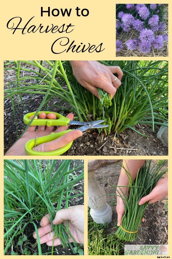 How to harvest chives from the garden