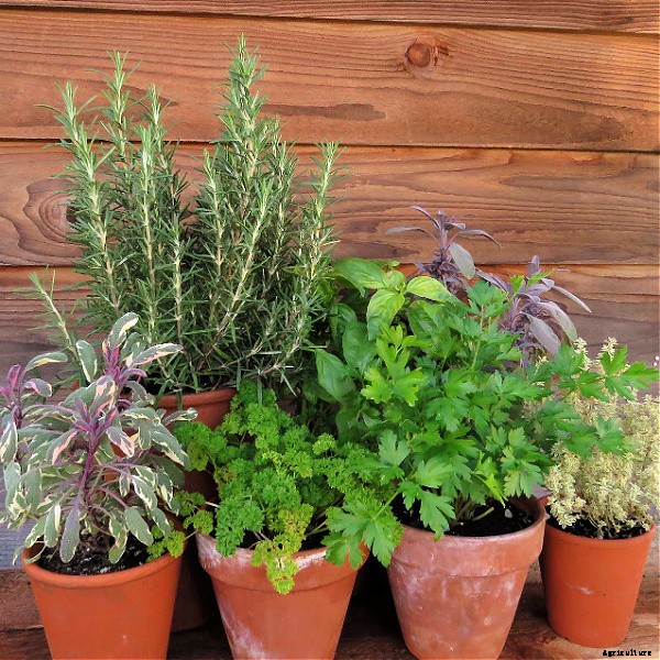 Learn how to grow herbs in containers for healthy plants and convenient harvests