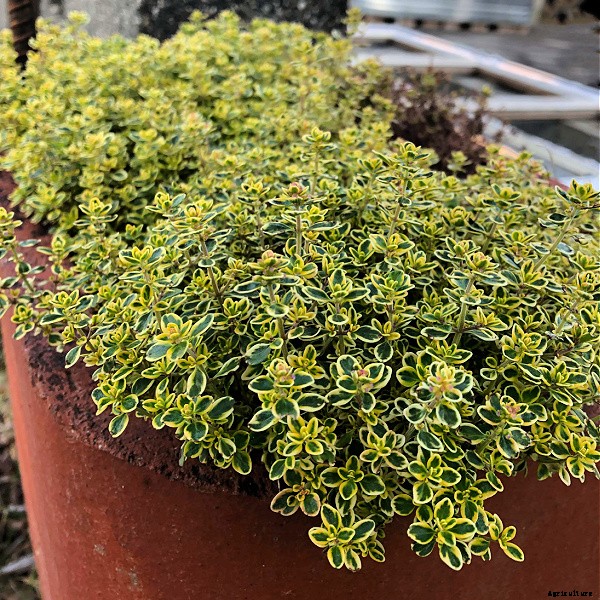 Learn how to grow herbs in containers for healthy plants and convenient harvests