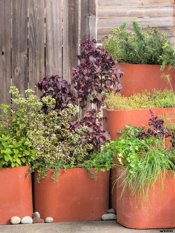 Learn how to grow herbs in containers for healthy plants and convenient harvests