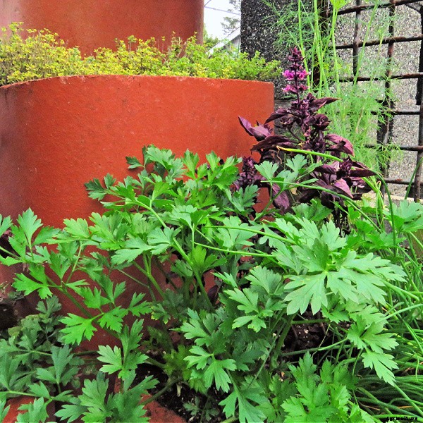 Learn how to grow herbs in containers for healthy plants and convenient harvests