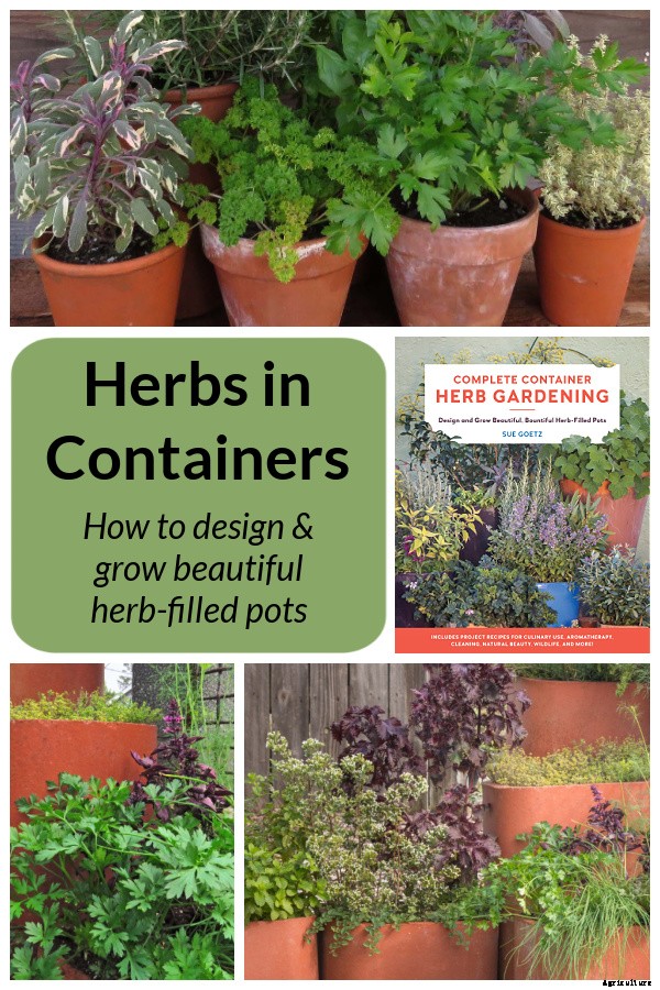 Learn how to grow herbs in containers for healthy plants and convenient harvests