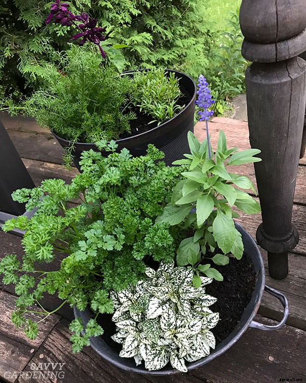 Parsley growing tips: Harvest this flavorful herb and kitchen staple all year