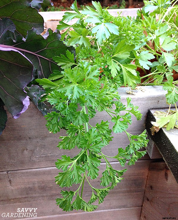 Parsley growing tips: Harvest this flavorful herb and kitchen staple all year
