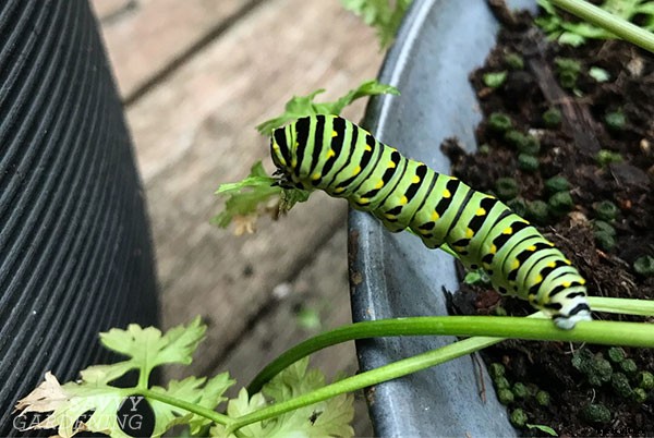 Parsley growing tips: Harvest this flavorful herb and kitchen staple all year