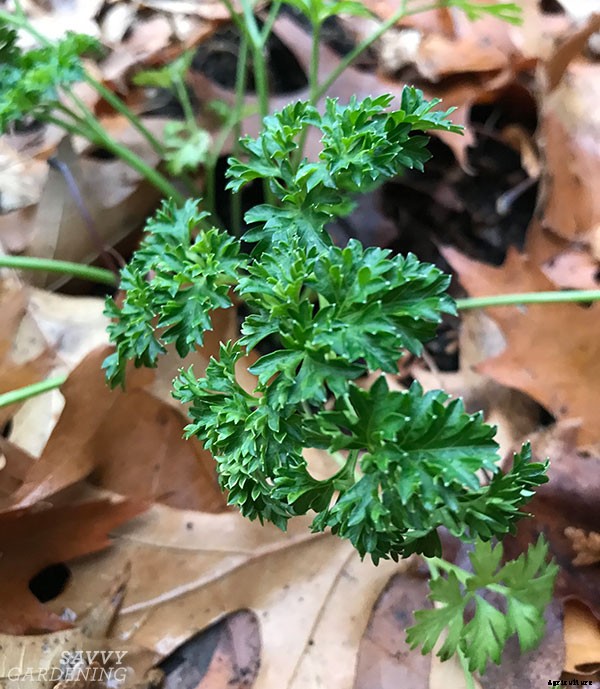 Parsley growing tips: Harvest this flavorful herb and kitchen staple all year