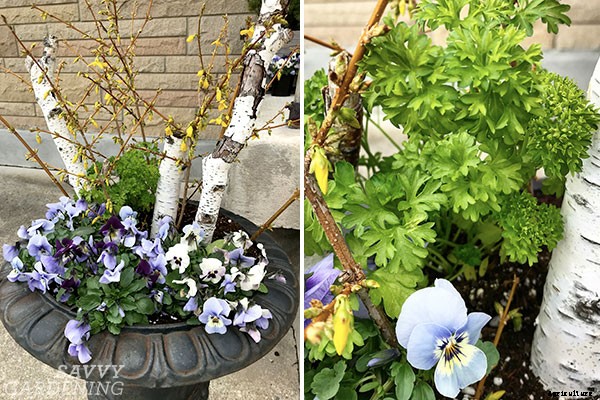 Parsley growing tips: Harvest this flavorful herb and kitchen staple all year