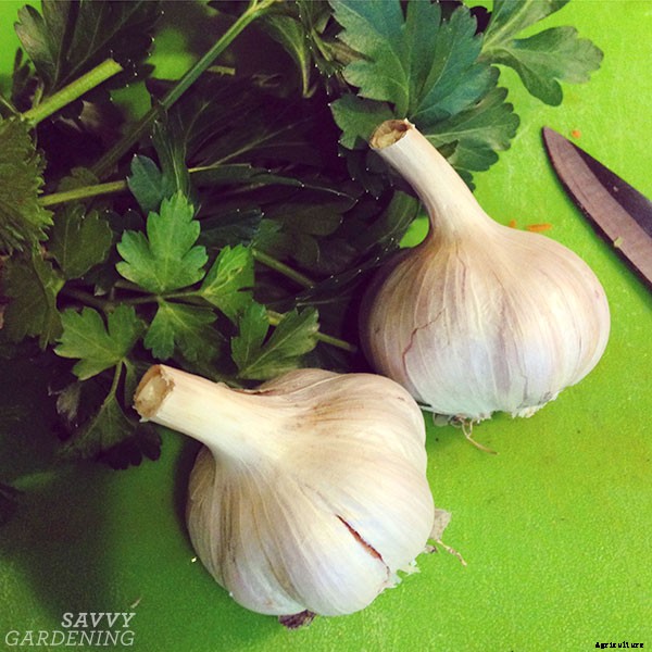 Parsley growing tips: Harvest this flavorful herb and kitchen staple all year