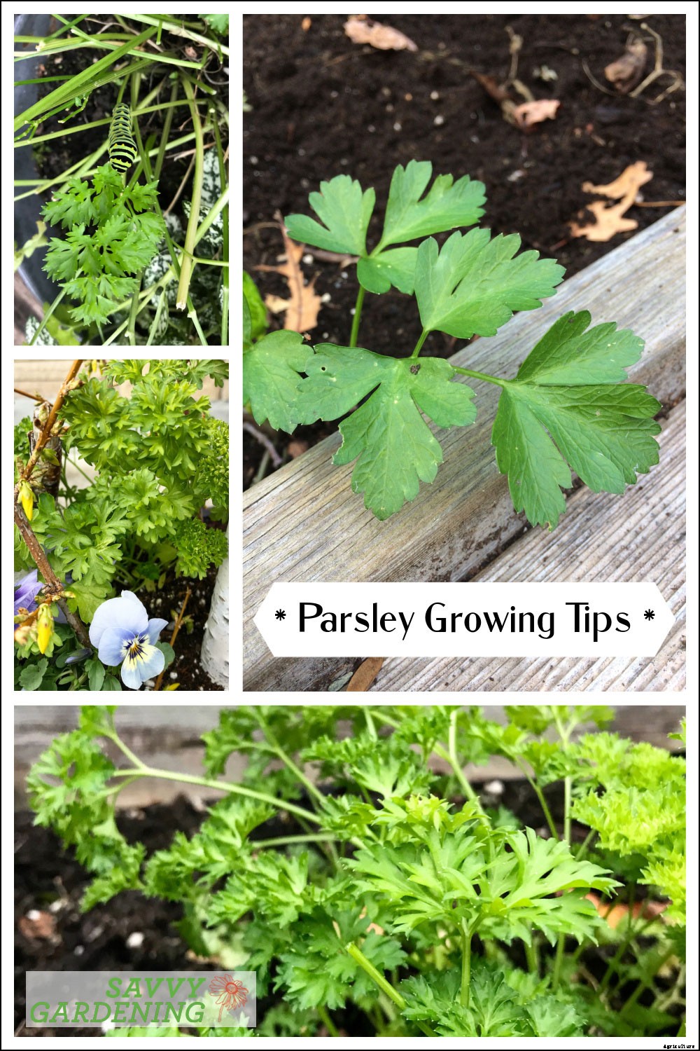 Parsley growing tips: Harvest this flavorful herb and kitchen staple all year